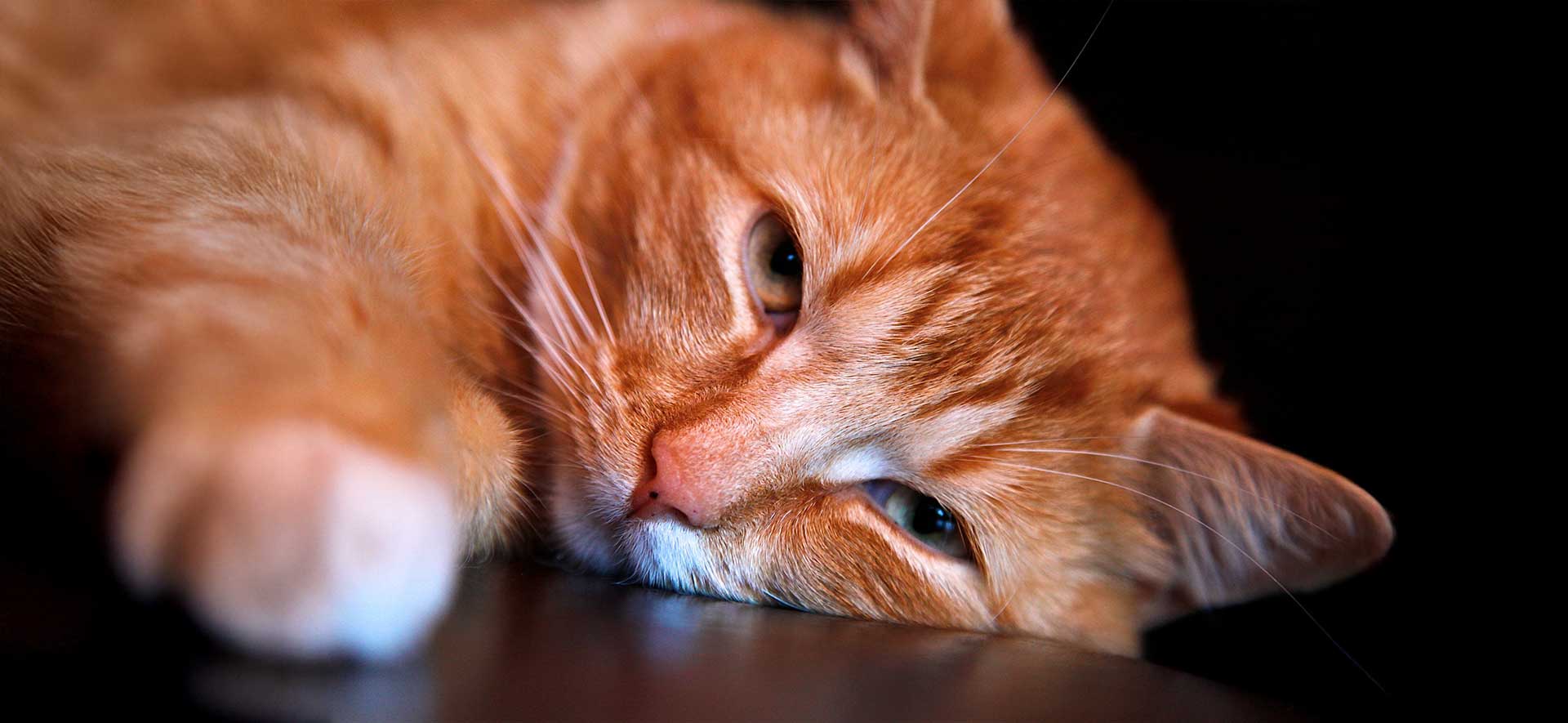  ¿Los gatos extrañan a las personas?